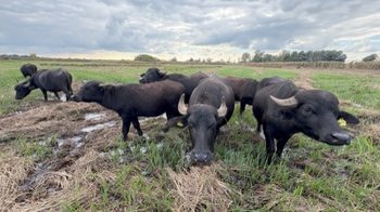 Wasserbüffel im Feilenmoos Wasserbüffel im Feilenmoos