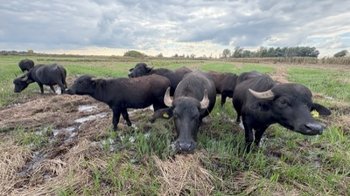 Wasserbüffel im Feilenmoos Wasserbüffel im Feilenmoos
