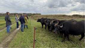 Wasserbüffel im Feilenmoos