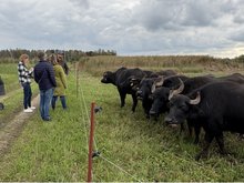 Wasserbüffel im Feilenmoos